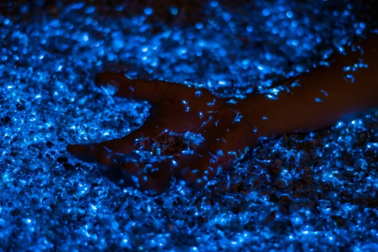 The country with the most bioluminescent bays in the world