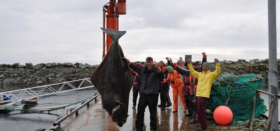 The biggest halibut fish ever caught on rod and line.