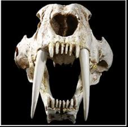 The saber-toothed tiger: The most fearsome feline